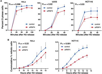 RNF4 Regulates the BLM Helicase in Recovery From Replication Fork Collapse